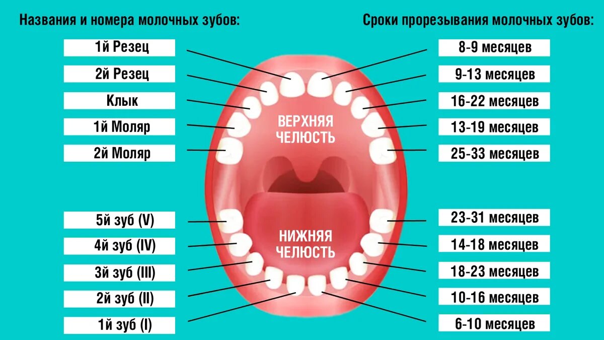 прорезывание зубов